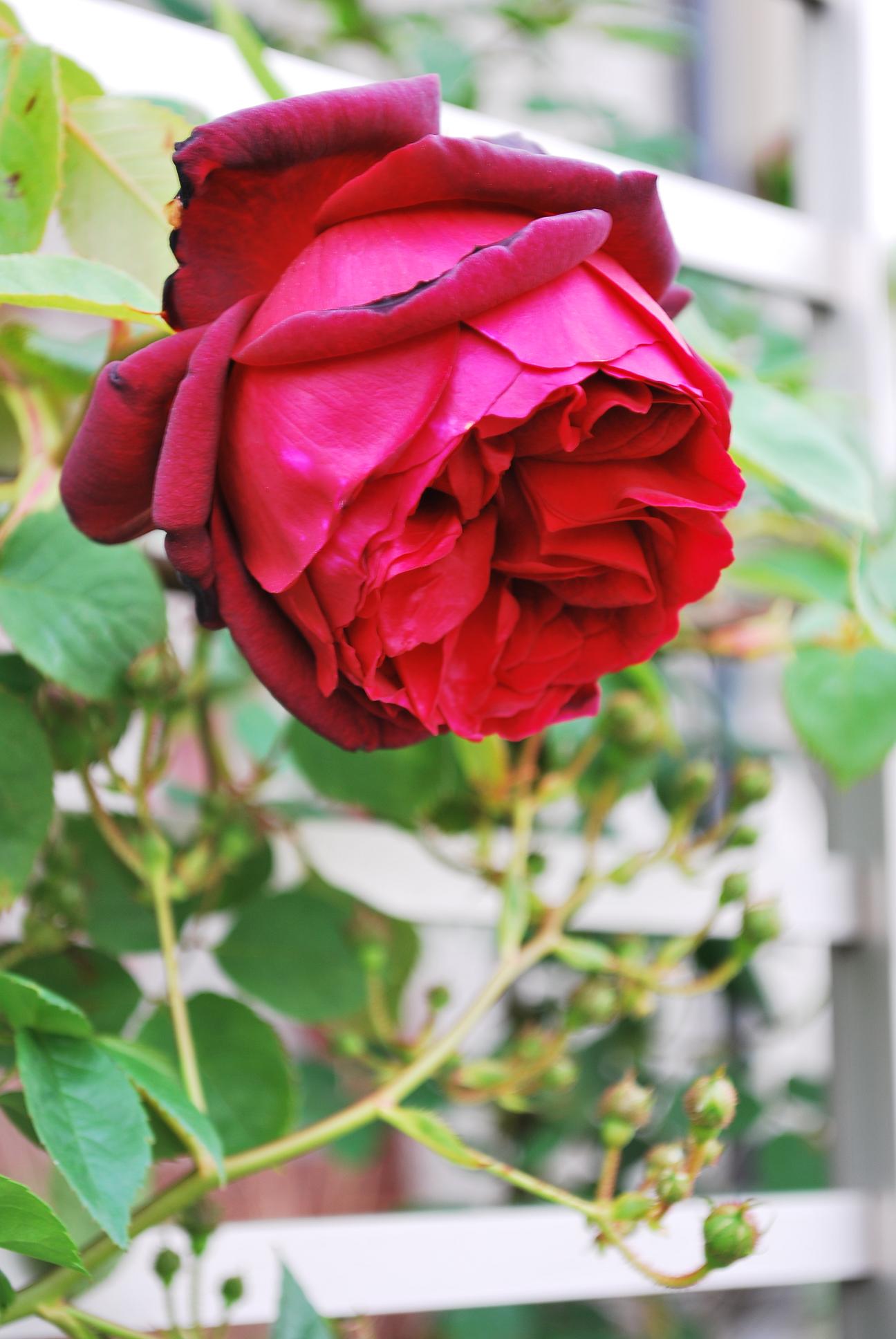 ﾟ つるオクラホマﾟ New Rose Garden