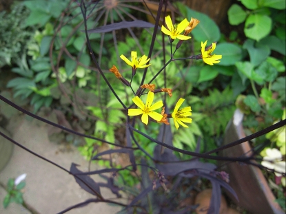 黒ニガナ、ヒューケラのお花、ヘビイチゴ。_f0065604_22115611.jpg
