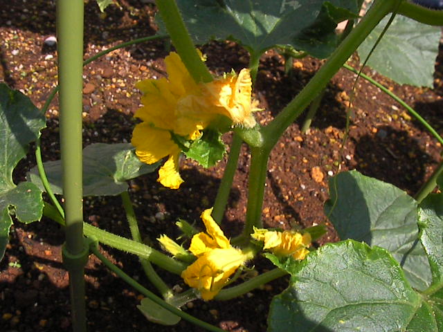 f0038407_2310336.jpg
