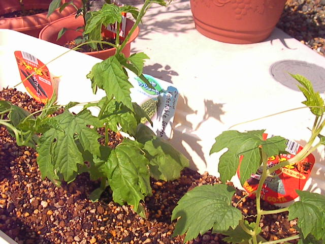 f0038407_23142223.jpg