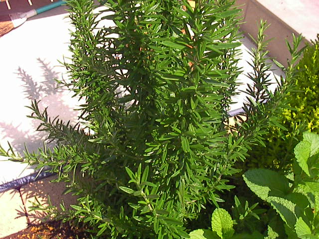 f0038407_23145140.jpg