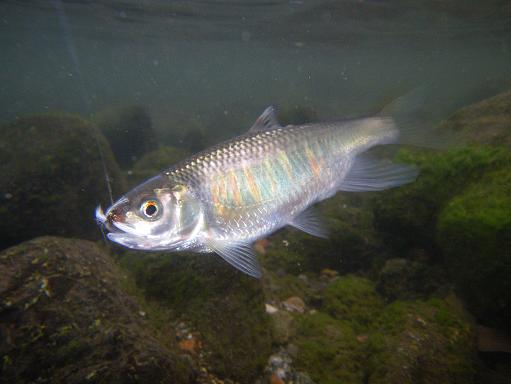 e0123808_232049.jpg