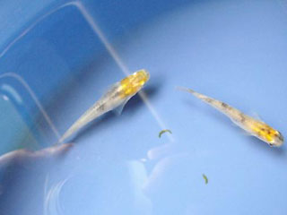 媛虎メダカ 落札 めだか フォトダイアリー 媛虎メダカ 落札 めだか フォトダイアリー