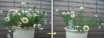 花カンザシ切り戻し 鈴白は日々つつがなく 花カンザシ切り戻し 鈴白は日々つつがなく