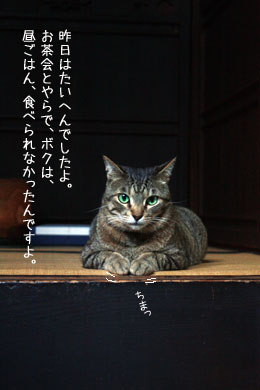 三つ指をつく猫 ネコが元気をつれてくる 三つ指をつく猫 ネコが元気をつれてくる