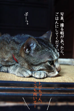 三つ指をつく猫 ネコが元気をつれてくる 三つ指をつく猫 ネコが元気をつれてくる