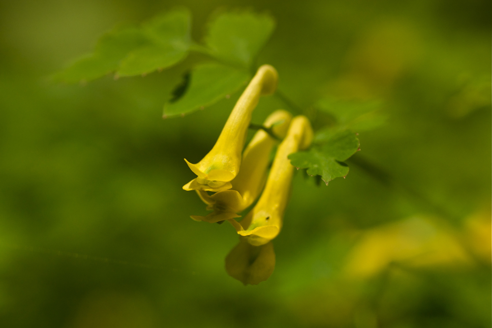 裏高尾にて〜小下沢林道〜①　野の花_f0160222_21325538.jpg