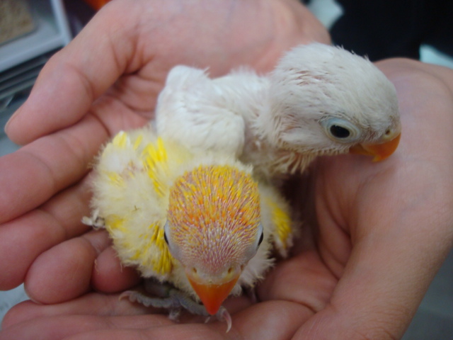 インコ・フェレット・カメ_f0189122_9324552.jpg