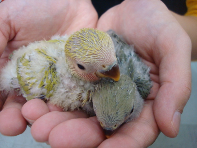 インコ・フェレット・カメ_f0189122_935768.jpg
