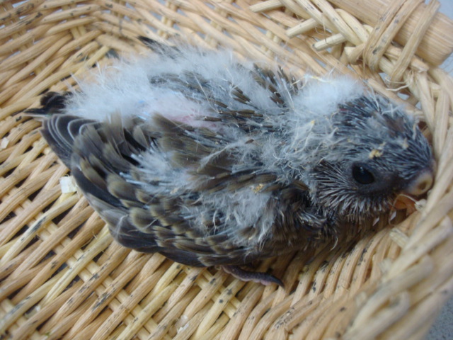 インコ・フェレット・カメ_f0189122_9371292.jpg