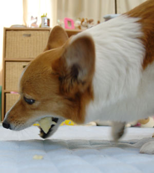 「まいにちモモちゃん」はじめました_d0102523_13363663.jpg