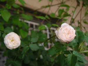 b0031925_844085.jpg