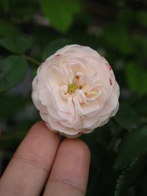 b0031925_847112.jpg