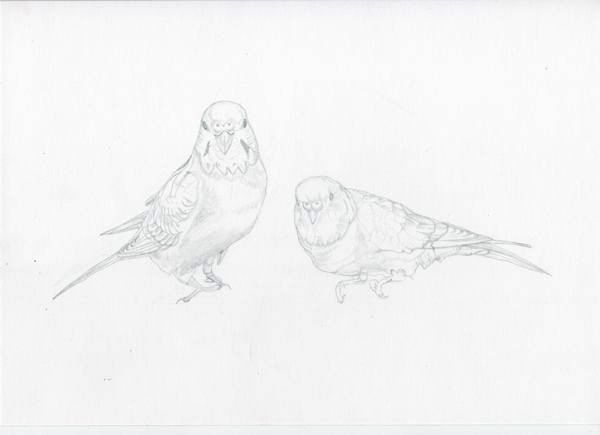 セキセイインコ色付けしました ペット 猫 絵 徒然日記