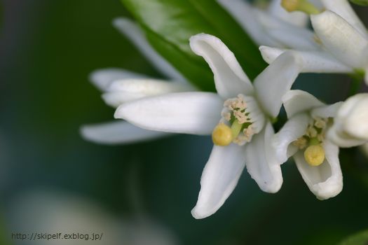 満開 みかんの花!_c0134734_23243924.jpg