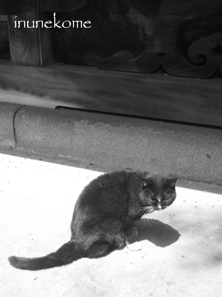 根津神社の猫_e0169642_637943.jpg