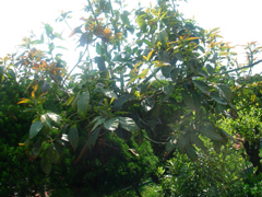 f0171644_610359.jpg