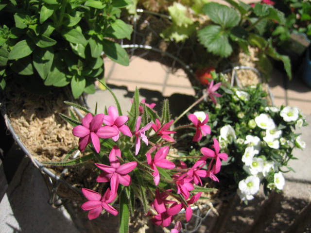 e0009547_032532.jpg
