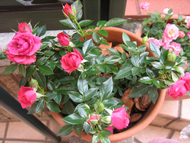 e0009547_034214.jpg
