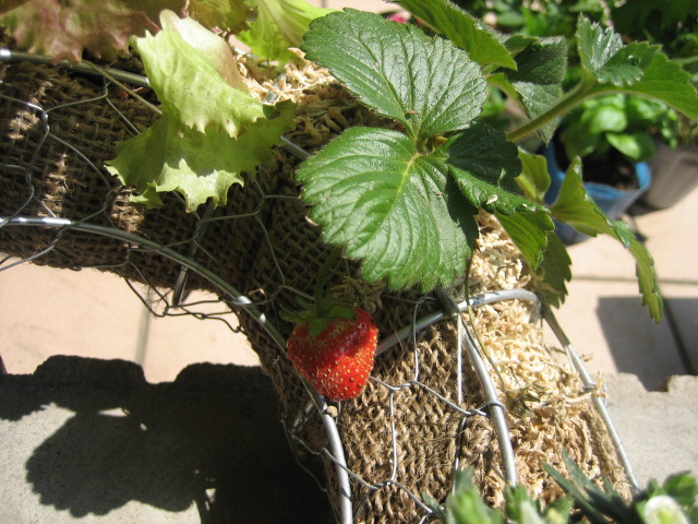e0009547_045295.jpg