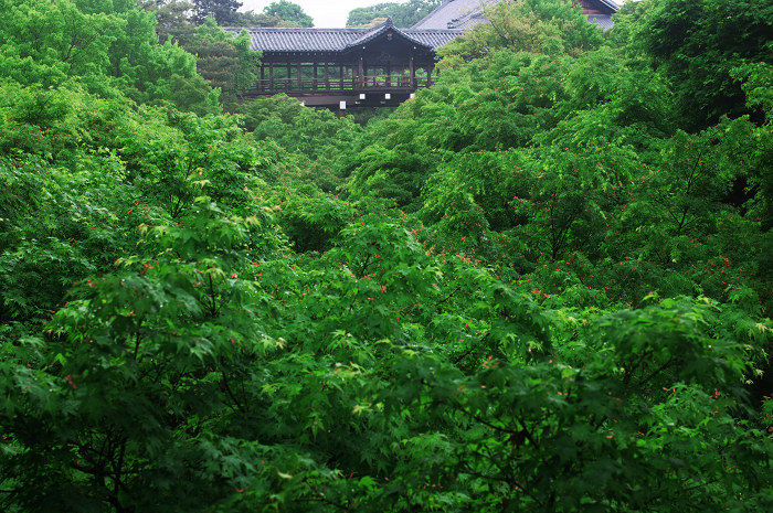 新緑の頃(東福寺界隈)_f0155048_23102543.jpg