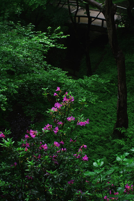 新緑の頃(東福寺界隈)_f0155048_23103854.jpg