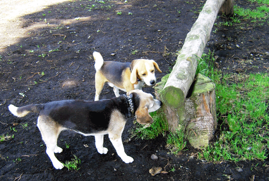 Asagiri Field Dogs Garden＆さくらえびのかき揚げ_b0005652_20112681.gif