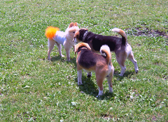 b0005652_20221142.gif