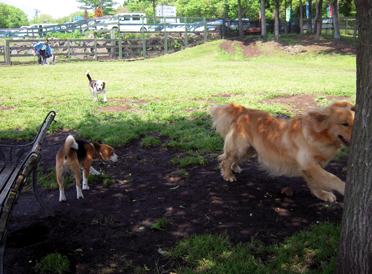 Asagiri Field Dogs Garden＆さくらえびのかき揚げ_b0005652_2023322.gif