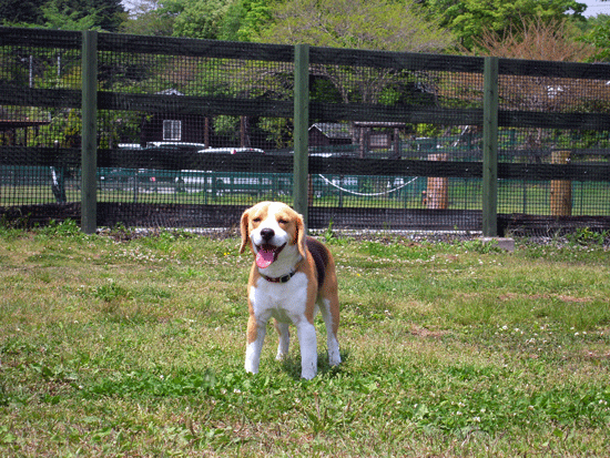 Asagiri Field Dogs Garden＆さくらえびのかき揚げ_b0005652_20243138.gif