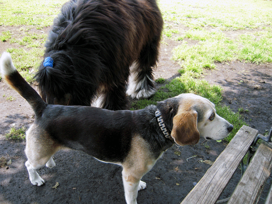 b0005652_20254141.gif