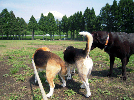 Asagiri Field Dogs Garden＆さくらえびのかき揚げ_b0005652_20275370.gif