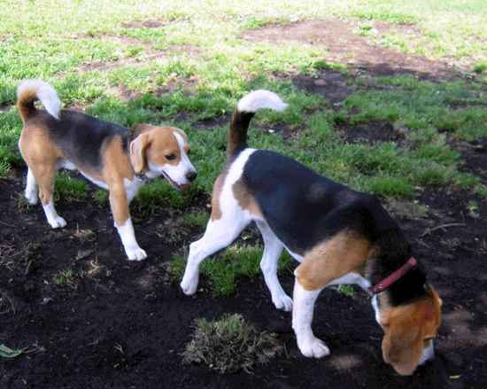 Asagiri Field Dogs Garden＆さくらえびのかき揚げ_b0005652_20351078.gif