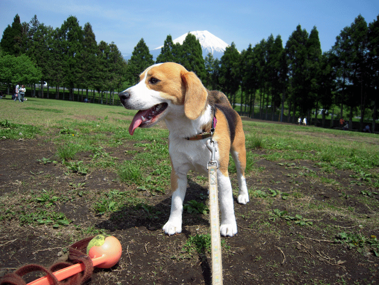 Asagiri Field Dogs Garden＆さくらえびのかき揚げ_b0005652_2040464.gif