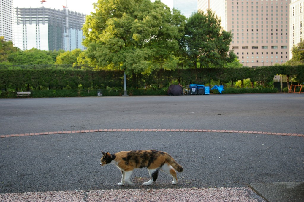 新宿中央公園　バスケゴール広場の野良猫達_f0192156_2352274.jpg