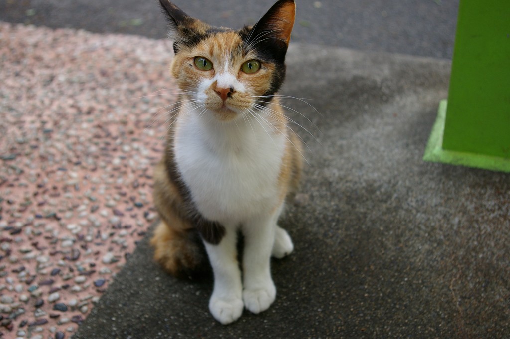 新宿中央公園　バスケゴール広場の野良猫達_f0192156_2353697.jpg