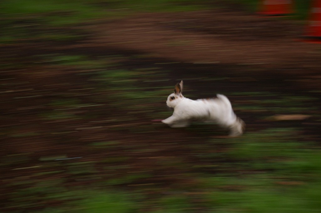 新宿中央公園　バスケゴール広場の野良猫達_f0192156_2364088.jpg