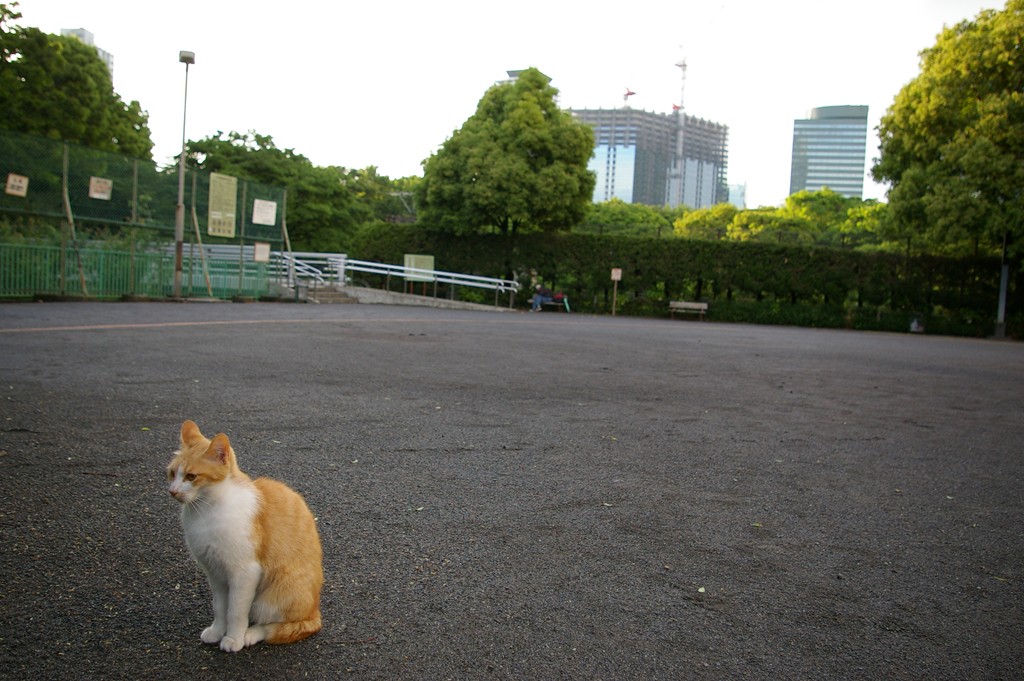 新宿中央公園　バスケゴール広場の野良猫達_f0192156_236543.jpg