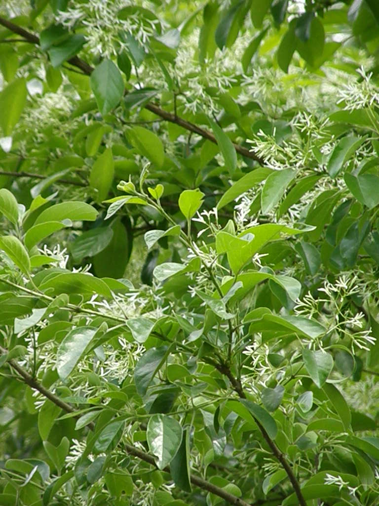 別名の方が有名かも…雪の花、一つ葉田子_e0064158_0261338.jpg