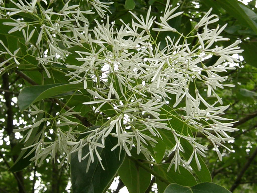 別名の方が有名かも…雪の花、一つ葉田子_e0064158_0271280.jpg