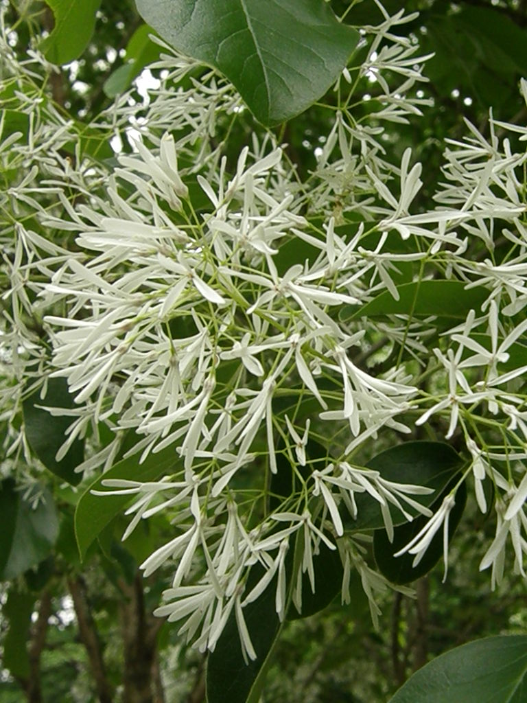 別名の方が有名かも…雪の花、一つ葉田子_e0064158_0283997.jpg