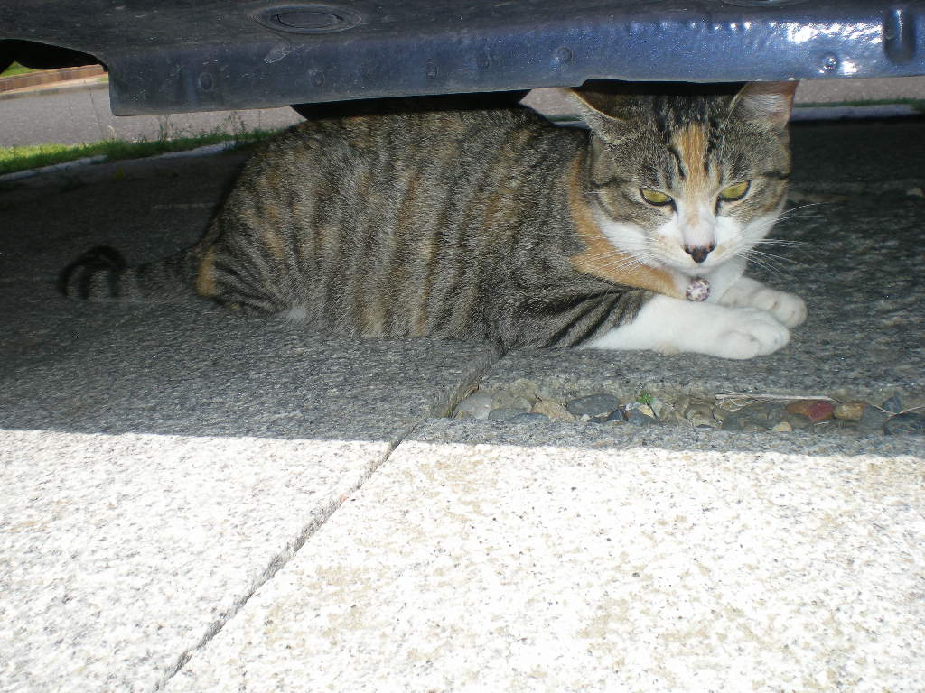 2009年5月10日(日)やっとバラの季節に・・・!_f0060461_14115452.jpg