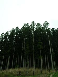 f0139963_1212911.jpg