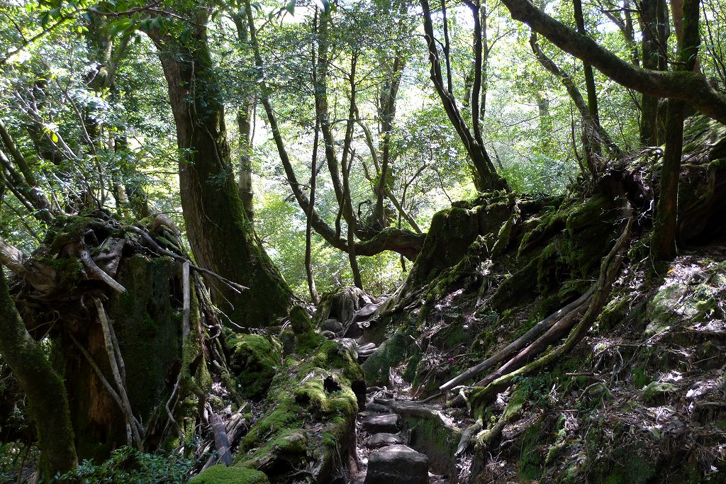 屋久島　旅行１_f0049565_1749131.jpg