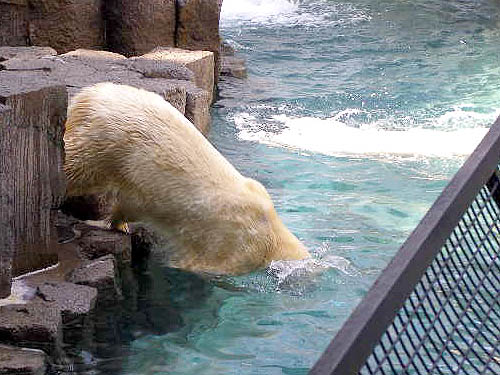 シロクマのダイブは意外と地味_d0138170_1271728.jpg