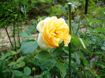 c0040472_17251942.jpg