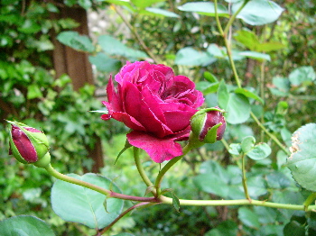 c0040472_1725265.jpg