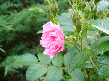 c0040472_17253650.jpg