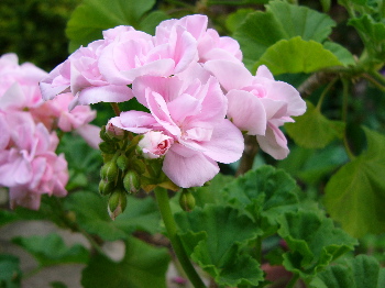 c0040472_1726237.jpg