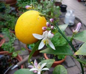 c0040472_1726241.jpg